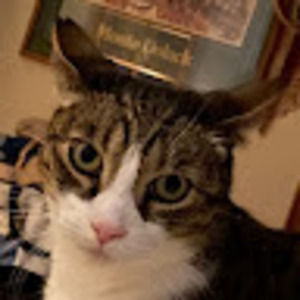 Meet your Posher, • ai •